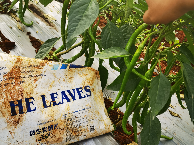 微生物菌劑在辣椒上效果怎么樣？