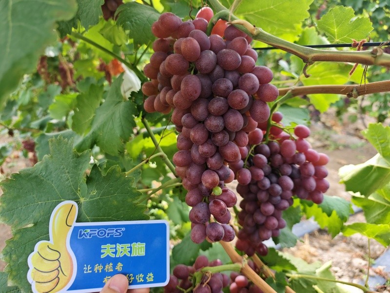 微生物菌劑的作用，你知道嗎？