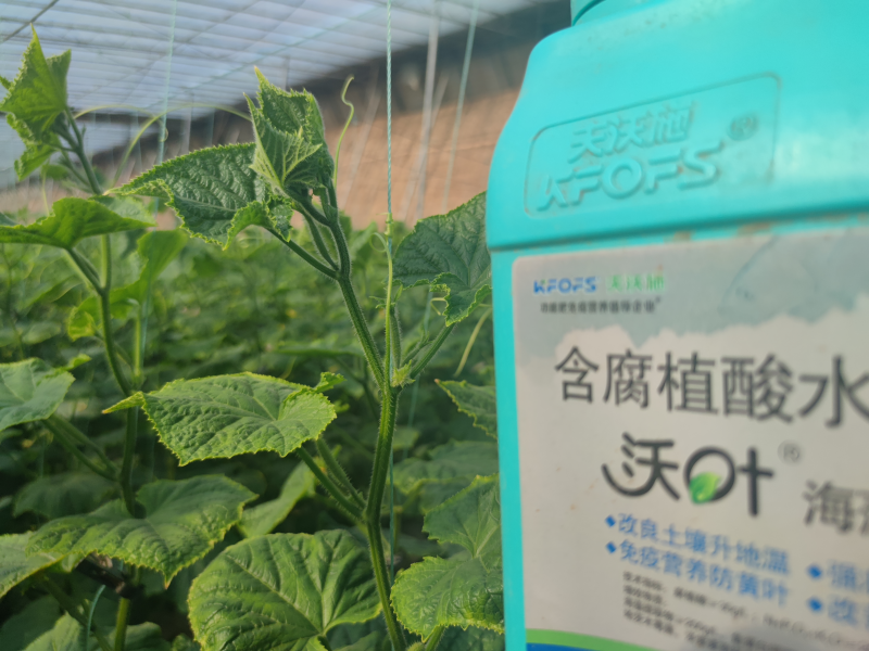 魚蛋白水溶肥什么時候用-沃葉魚蛋白黃瓜.png