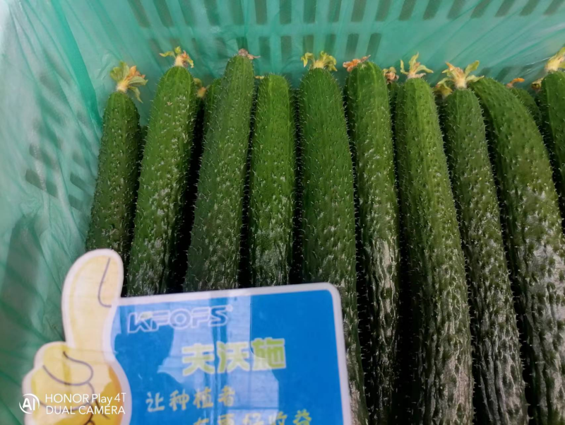 黃瓜幼苗期應(yīng)該施什么肥？